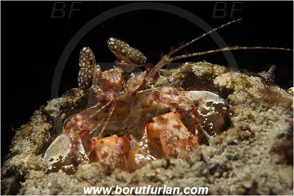 Komodo, Indonesia, Lysiosquillina maculata, Lysiosquillina, Lysiosquillidae, Crustacea, Crustacean, Stomatopoda, Stomatopod, Zebra Mantis Shrimp, Mantis Shrimp