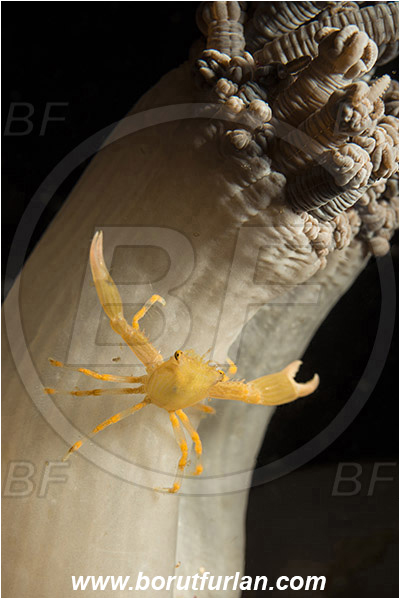 Komodo, Indonesia, Quadrella sp., Quadrella, Trapeziidae, Decapoda, Square crab, Crab, Crustacea, Crustacean