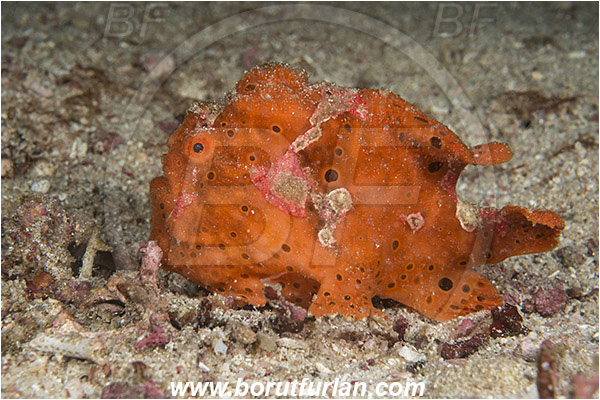 Komodo, Indonesia, Antennarius pictus, Antennarius, Antennariidae, Painted frogfish, Frogfish, Fish