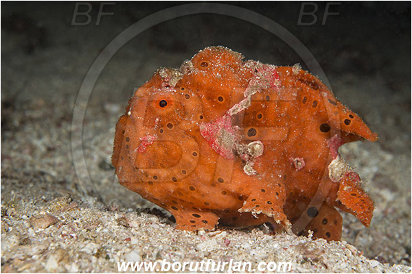 Komodo, Indonesia, Antennarius pictus, Antennarius, Antennariidae, Painted frogfish, Frogfish, Fish