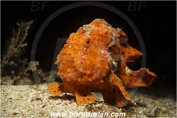 Komodo, Indonesia, Antennarius pictus, Antennarius, Antennariidae, Painted frogfish, Frogfish, Fish