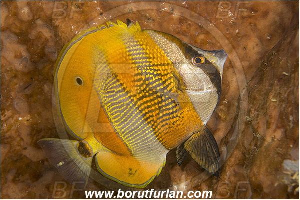Komodo, Indonesia, Coradion altivelis, Coradion, Chaetodontidae, Highfin coralfish, Butterflyfish, Fish