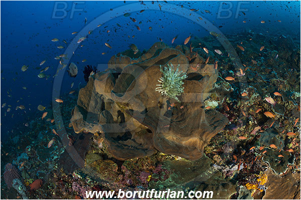 Komodo, Indonesia, Diacarnus sp., Diacarnus, Podospongiidae, Sponge, Porifera, Reef, Fish school