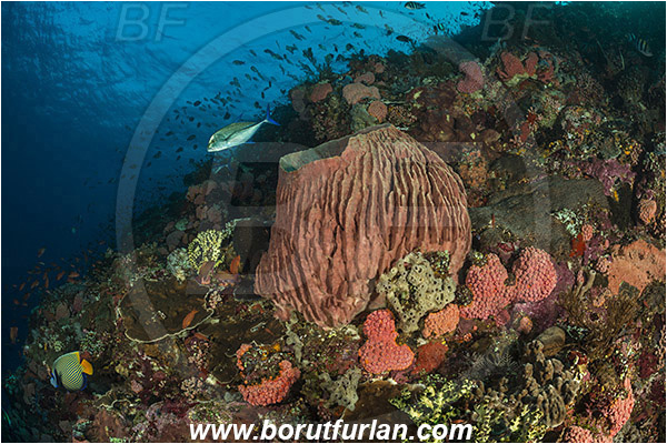 Komodo, Indonesia, Xestospongia testudinaria, Xestospongia, Petrosiidae, Red Barrel Sponge, Sponge, Porifera, Reef, Fish school