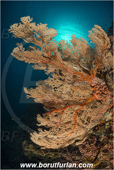 Komodo, Indonesia, Melithaea sp., Melithaea, Melithaeidae, Sea fan, Coral, Cnidaria, Cnidarian, Reef
