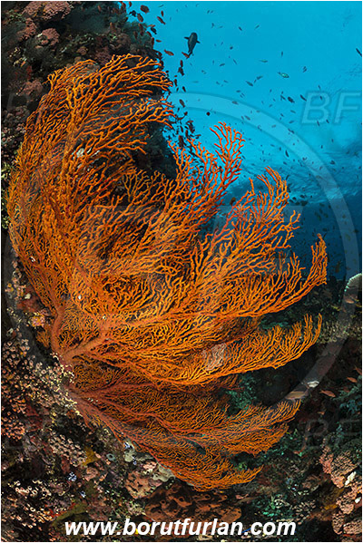 Komodo, Indonesia, Melithaea sp., Melithaea, Melithaeidae, Sea fan, Coral, Cnidaria, Cnidarian, Reef
