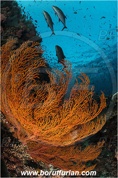 Komodo, Indonesia, Melithaea sp., Melithaea, Melithaeidae, Sea fan, Coral, Cnidaria, Cnidarian, Caranx melampygus, Caranx, Carangidae, Bluefin trevally, Trevally, Fish, Fish school, Reef