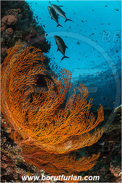 Komodo, Indonesia, Melithaea sp., Melithaea, Melithaeidae, Sea fan, Coral, Cnidaria, Cnidarian, Caranx melampygus, Caranx, Carangidae, Bluefin trevally, Trevally, Fish, Fish school, Reef
