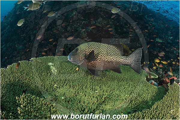 Komodo, Indonesia, Acropora hyacinthus, Acropora, Acroporidae, Table Coral, Coral, Anthozoa, Cnidaria, Cnidarian, Plectorhinchus chaetodonoides, Plectorhinchus, Haemulidae, Harlequin sweetlips, Sweetlips, Fish, Reef