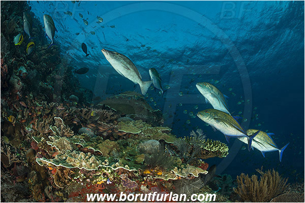 Komodo, Indonesia, Caranx melampygus, Caranx, Carangidae, Bluefin trevally, Trevally, Lethrinus olivaceus, Lethrinus, Lethrinidae, Longnose Emperor, Emperor, Fish, Fish school, Reef