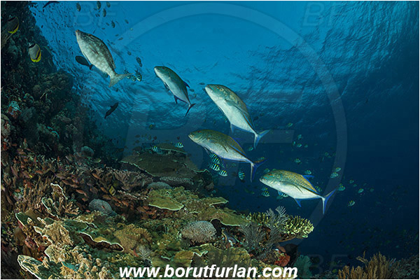 Komodo, Indonesia, Caranx melampygus, Caranx, Carangidae, Bluefin trevally, Trevally, Lethrinus olivaceus, Lethrinus, Lethrinidae, Longnose Emperor, Emperor, Fish, Fish school, Reef