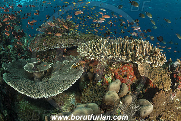 Komodo, Indonesia, Acropora hyacinthus, Acropora robusta, Acropora, Acroporidae, Table Coral, Coral, Anthozoa, Cnidaria, Cnidarian, Reef, Fish school