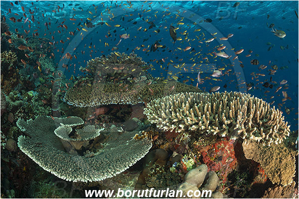 Komodo, Indonesia, Acropora hyacinthus, Acropora robusta, Acropora, Acroporidae, Table Coral, Coral, Anthozoa, Cnidaria, Cnidarian, Reef, Fish school