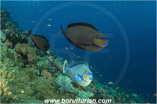 Komodo, Indonesia, Naso vlamingii, Naso, Acanthuridae, Bignose unicornfish, Unicornfish, Surgeonfish, Fish, Reef