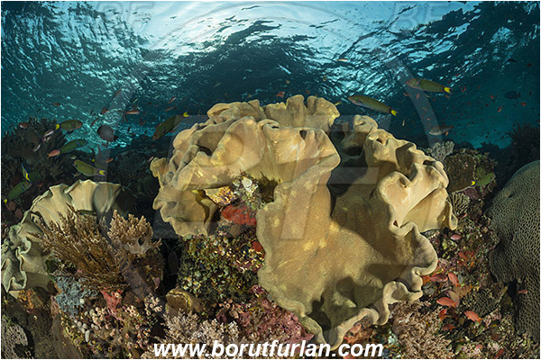 Komodo, Indonesia, Sarcophyton sp., Sarcophyton, Alcyoniidae, Anthozoa, Cnidaria, Cnidarian, Mushroom Leather Coral, Leather Coral, Coral, Reef