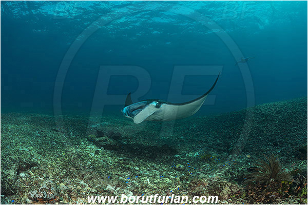 Komodo, Indonesia, Mobula birostris, Mobula, Myliobatidae, Elasmobranchii, Giant Manta, Manta, Fish, Reef, Snorkeler, Snorkelers, Diver, Free diver