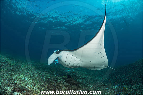 Komodo, Indonesia, Mobula birostris, Mobula, Myliobatidae, Elasmobranchii, Giant Manta, Manta, Fish, Reef, Snorkeler, Snorkelers