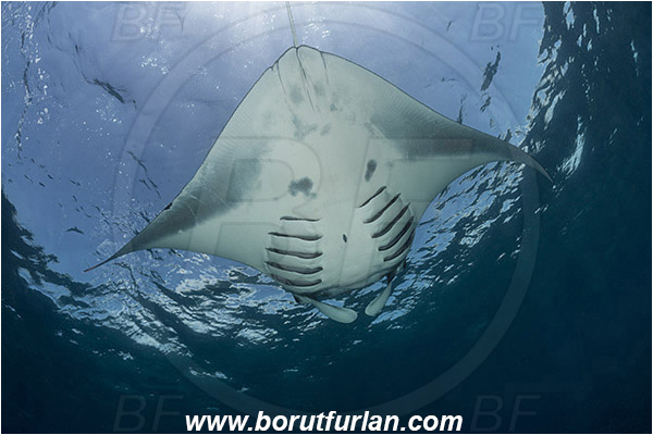 Komodo, Indonesia, Mobula birostris, Mobula, Myliobatidae, Elasmobranchii, Giant Manta, Manta, Fish