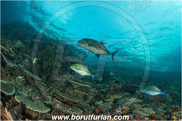 Komodo, Indonesia, Caranx melampygus, Caranx, Carangidae, Bluefin trevally, Trevally, Fish, Fish school, Reef