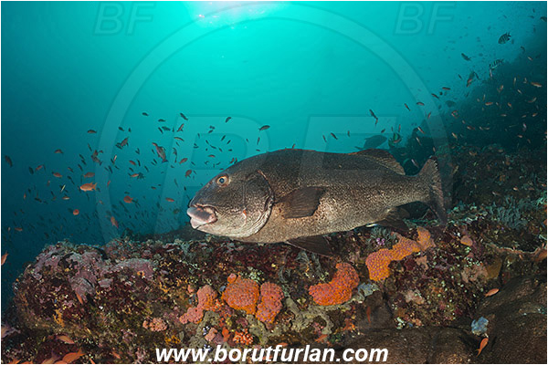 Komodo, Indonesia, Plectorhinchus albovittatus, Plectorhinchus, Haemulidae, Giant sweetlips, Sweetlips, Fish, Reef