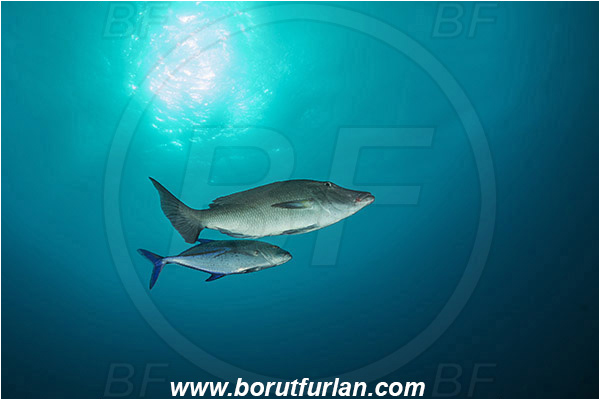 Komodo, Indonesia, Caranx melampygus, Caranx, Carangidae, Bluefin trevally, Trevally, Lethrinus olivaceus, Lethrinus, Lethrinidae, Longnose Emperor, Emperor, Fish