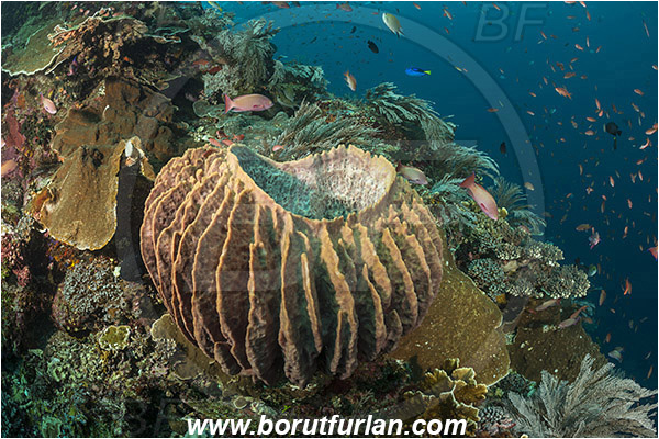 Komodo, Indonesia, Xestospongia testudinaria, Xestospongia, Petrosiidae, Red Barrel Sponge, Sponge, Porifera, Reef, Fish school