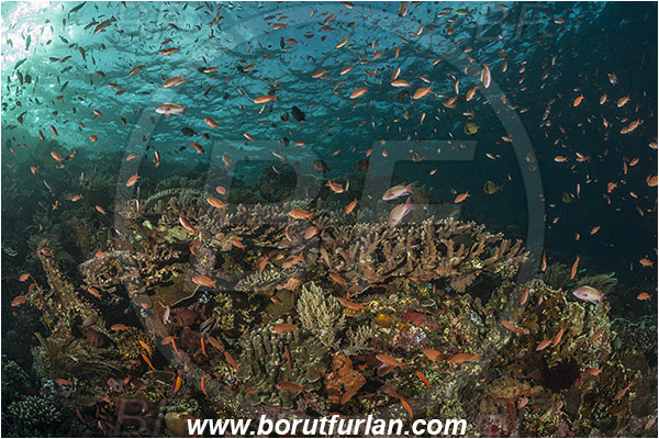 Komodo, Indonesia, Acropora robusta, Acropora, Acroporidae, Table Coral, Coral, Anthozoa, Cnidaria, Cnidarian, Reef, Fish school
