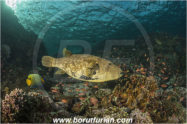 Komodo, Indonesia, Arothron mappa, Arothron, Tetraodontidae, Map puffer, Puffer, Fish, Reef