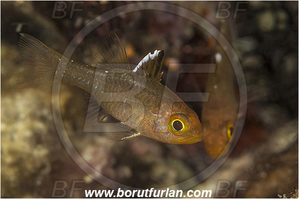 Rinja, Komodo, Indonesia, Ostorhinchus hoevenii, Ostorhinchus, Apogonidae, Frostfin cardinalfish, Cardinalfish, Fish