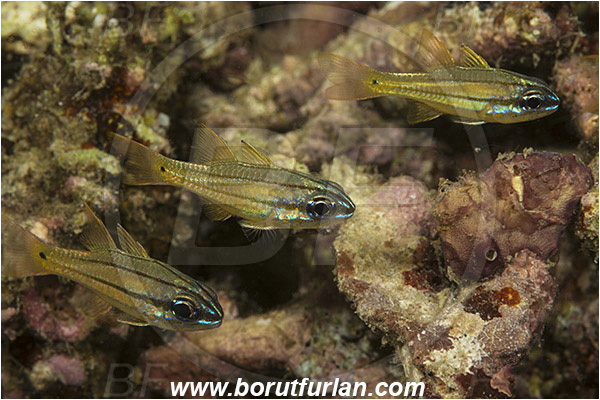 Rinja, Komodo, Indonesia, Ostorhinchus cladophilos, Ostorhinchus, Apogonidae, Shelter cardinalfish, Cardinalfish, Fish