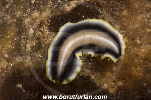 Rinja, Komodo, Indonesia, Pseudoceros paralaticlavus, Pseudoceros, Pseudocerotidae, Goldrim Flatworm, Flatworm, Platyhelminthes