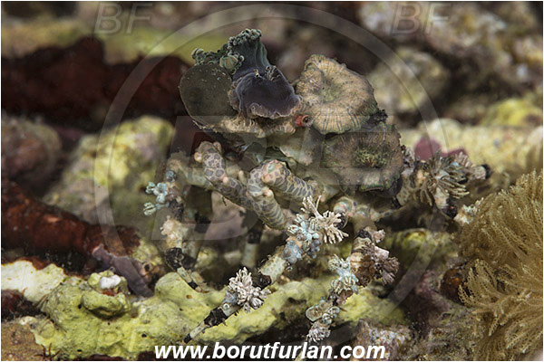 Rinja, Komodo, Indonesia, Cyclocoeloma tuberculata, Cyclocoeloma, Epialtidae, Crustacea, Crustacean, Decorator crab, Crab, Camouflage