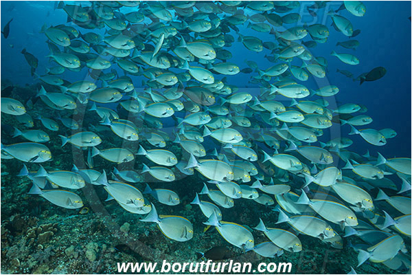 Komodo, Indonesia, Acanthurus xanthopterus, Acanthurus, Acanthuridae, Yellowfin Surgeonfish, Surgeonfish, Fish, Fish school, Reef