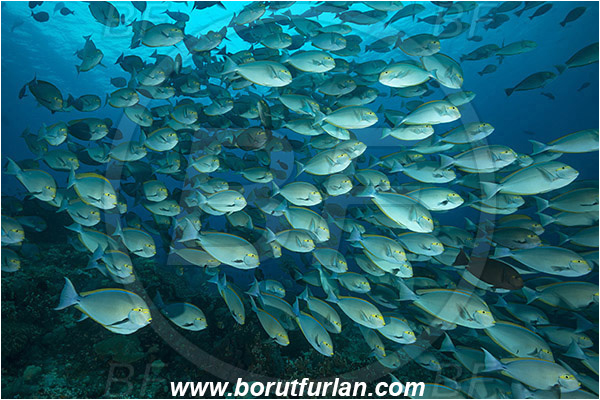 Komodo, Indonesia, Acanthurus xanthopterus, Acanthurus, Acanthuridae, Yellowfin Surgeonfish, Surgeonfish, Fish, Fish school, Reef