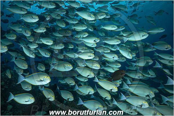 Komodo, Indonesia, Acanthurus xanthopterus, Acanthurus, Acanthuridae, Yellowfin Surgeonfish, Surgeonfish, Fish, Fish school