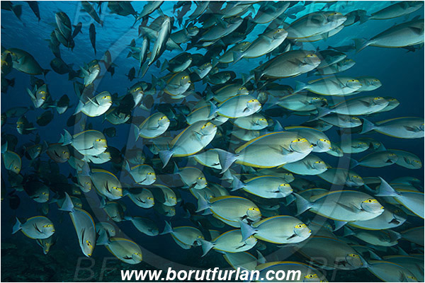 Komodo, Indonesia, Acanthurus xanthopterus, Acanthurus, Acanthuridae, Yellowfin Surgeonfish, Surgeonfish, Fish, Fish school