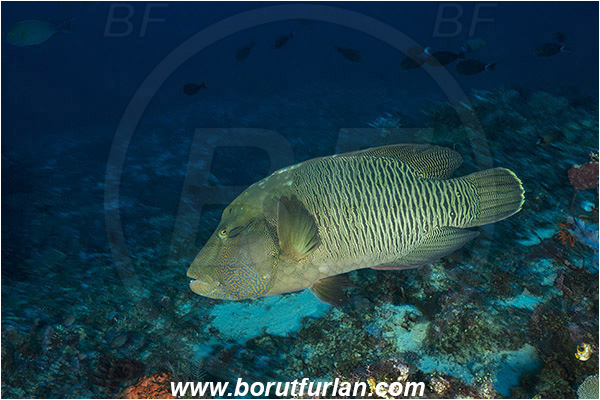 Komodo, Indonesia, Cheilinus undulatus, Cheilinus, Labridae, Napoleon Wrasse, Humphead wrasse, Wrasse, Fish, Reef