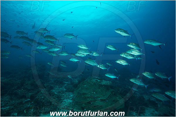 Komodo, Indonesia, Caranx, Carangidae, Caranx melampygus, Bluefin trevally, Trevally, Fish, Fish school