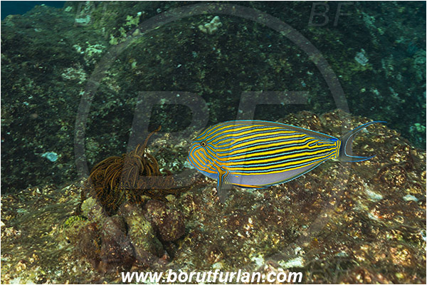 Komodo, Indonesia, Acanthurus lineatus, Acanthurus, Acanthuridae, Striped Surgeonfish, Surgeonfish, Fish, Reef