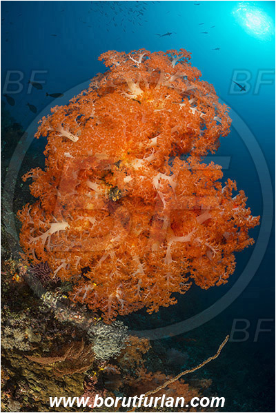 Komodo, Indonesia, Dendronephthya sp., Dendronephthya, Nephtheidae, Soft coral, Coral, Anthozoa, Cnidaria, Cnidarian, Reef