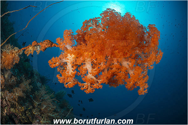 Komodo, Indonesia, Dendronephthya sp., Dendronephthya, Nephtheidae, Soft coral, Coral, Anthozoa, Cnidaria, Cnidarian, Reef