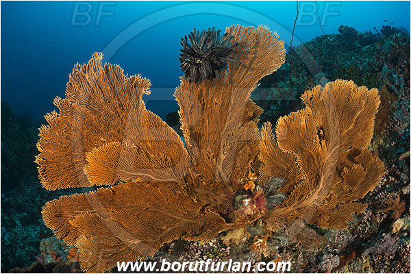 Komodo, Indonesia, Annella mollis, Annella, Subergorgiidae, Gorgonian Sea Fan, Giant Sea Fan, Gorgonia, Sea fan, Coral, Cnidaria, Cnidarian, Reef