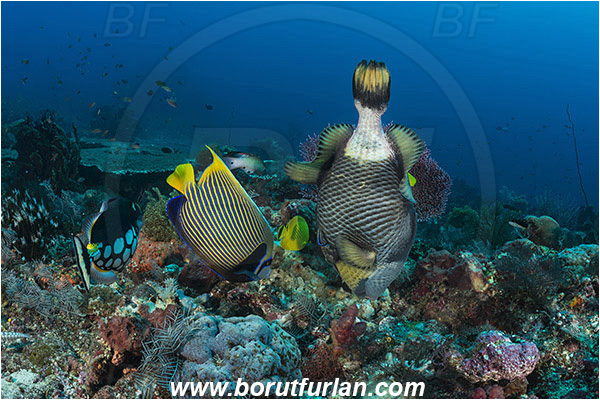 Komodo, Indonesia, Balistoides viridescens, Balistoides, Balistidae, Titan triggerfish, Triggerfish, Fish, Reef, Pomacanthus imperator, Pomacanthus, Pomacanthidae, Emperor Angelfish, Angelfish
