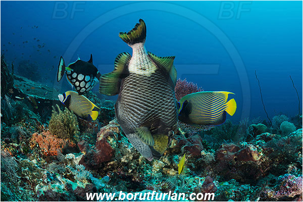 Komodo, Indonesia, Balistoides viridescens, Balistoides, Balistidae, Titan triggerfish, Triggerfish, Fish, Reef