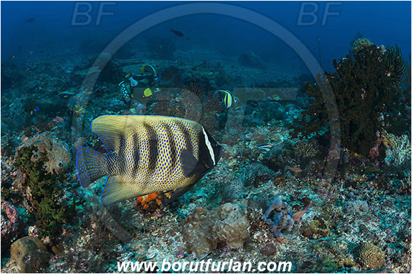Komodo, Indonesia, Pomacanthus sexstriatus, Pomacanthus, Sixbar Angelfish, Angelfish, Pomacanthidae, Fish