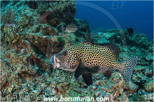 Komodo, Indonesia, Plectorhinchus chaetodonoides, Plectorhinchus, Haemulidae, Harlequin sweetlips, Sweetlips, Fish, Reef