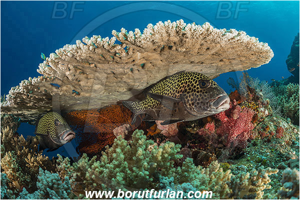 Komodo, Indonesia, Acropora hyacinthus, Acropora, Acroporidae, Table Coral, Coral, Anthozoa, Cnidaria, Cnidarian, Plectorhinchus chaetodonoides, Plectorhinchus, Haemulidae, Harlequin sweetlips, Sweetlips, Fish, Reef