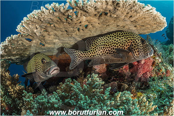 Komodo, Indonesia, Acropora hyacinthus, Acropora, Acroporidae, Table Coral, Coral, Anthozoa, Cnidaria, Cnidarian, Plectorhinchus chaetodonoides, Plectorhinchus, Haemulidae, Harlequin sweetlips, Sweetlips, Fish, Reef
