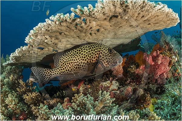Komodo, Indonesia, Acropora hyacinthus, Acropora, Acroporidae, Table Coral, Coral, Anthozoa, Cnidaria, Cnidarian, Plectorhinchus chaetodonoides, Plectorhinchus, Haemulidae, Harlequin sweetlips, Sweetlips, Fish, Reef