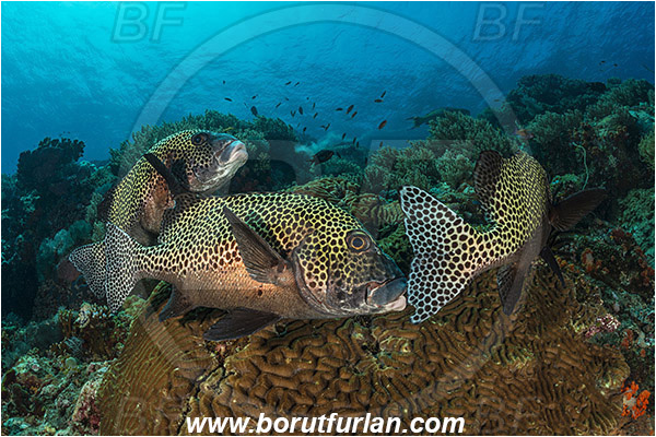 Komodo, Indonesia, Plectorhinchus chaetodonoides, Plectorhinchus, Haemulidae, Harlequin sweetlips, Sweetlips, Fish, Reef